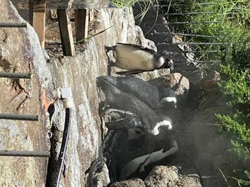 サンシャイン水族館に投稿された画像（2020/8/11）