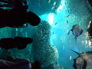 新江ノ島水族館に投稿された画像（2020/8/11）