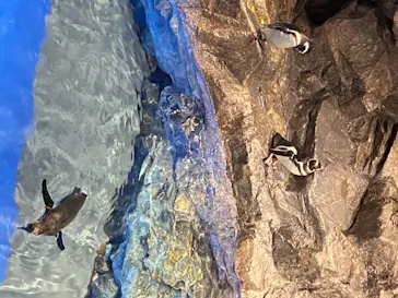 すみだ水族館に投稿された画像（2020/8/11）