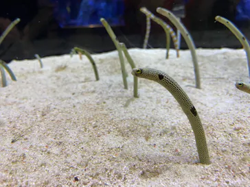 すみだ水族館に投稿された画像（2020/8/11）