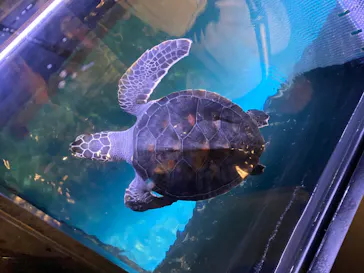 すみだ水族館に投稿された画像（2020/8/11）