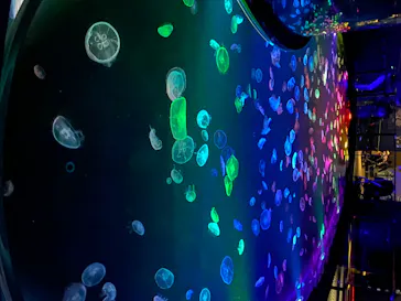 すみだ水族館に投稿された画像（2020/8/11）