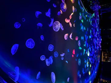 すみだ水族館に投稿された画像（2020/8/11）