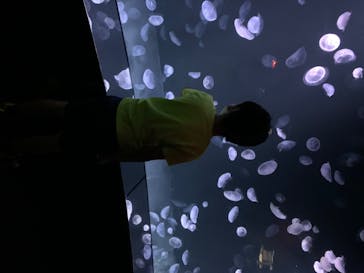 サンシャイン水族館に投稿された画像（2020/8/11）