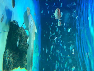 サンシャイン水族館に投稿された画像（2020/8/11）