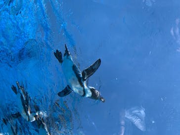 サンシャイン水族館に投稿された画像（2020/8/11）