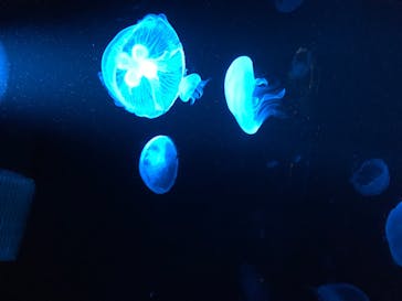 京都水族館に投稿された画像（2020/8/11）