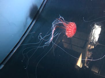 京都水族館に投稿された画像（2020/8/11）