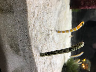 京都水族館に投稿された画像（2020/8/11）