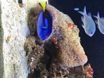 京都水族館に投稿された画像（2020/8/11）