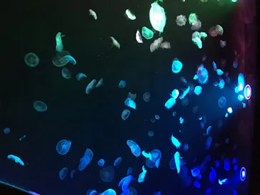 すみだ水族館に投稿された画像（2020/8/11）