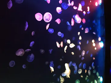 すみだ水族館に投稿された画像（2020/8/11）