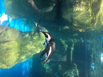 京都水族館に投稿された画像（2020/8/11）