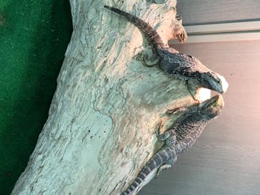 しろとり動物園に投稿された画像（2020/8/11）