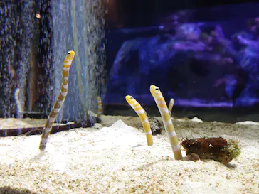 すみだ水族館に投稿された画像（2020/8/11）