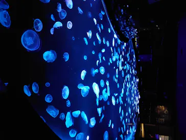 すみだ水族館に投稿された画像（2020/8/11）