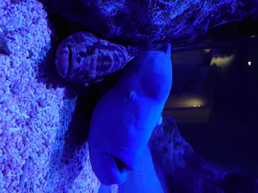 すみだ水族館に投稿された画像（2020/8/11）