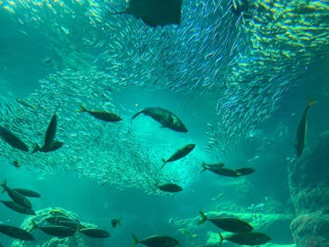 新江ノ島水族館に投稿された画像（2020/8/11）