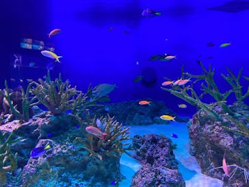 新江ノ島水族館に投稿された画像（2020/8/11）