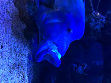 すみだ水族館に投稿された画像（2020/8/11）