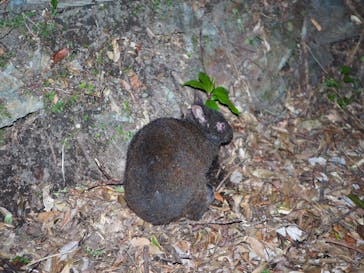 奄美ナイトツアーサービスに投稿された画像（2020/8/12）