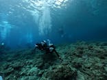 DIVING-SHOP SUNSに投稿された画像（2020/8/12）