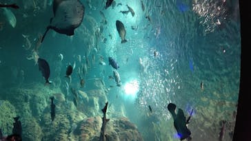 新江ノ島水族館に投稿された画像（2020/8/12）