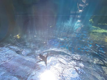 京都水族館に投稿された画像（2020/8/12）
