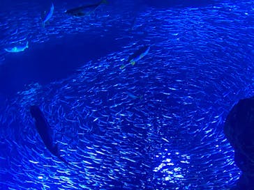 京都水族館に投稿された画像（2020/8/12）