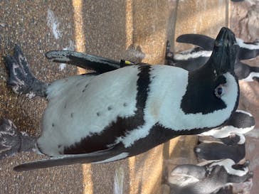 京都水族館に投稿された画像（2020/8/12）