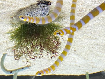 京都水族館に投稿された画像（2020/8/12）