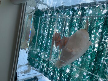 サンシャイン水族館に投稿された画像（2020/8/12）