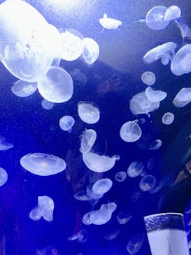 サンシャイン水族館に投稿された画像（2020/8/12）