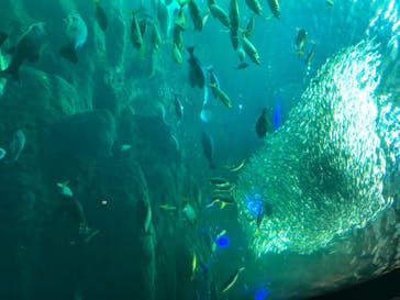 新江ノ島水族館に投稿された画像（2020/8/12）