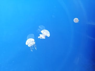 株式会社Gに投稿された画像（2020/8/12）