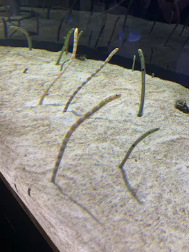 すみだ水族館に投稿された画像（2020/8/12）