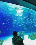 サンシャイン水族館に投稿された画像（2020/8/12）
