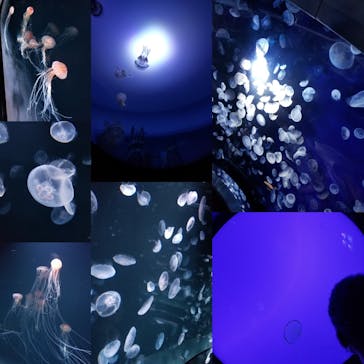 サンシャイン水族館に投稿された画像（2020/8/12）