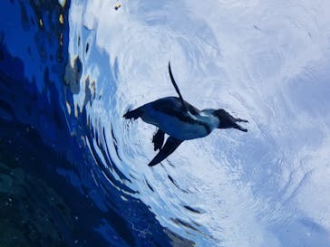 サンシャイン水族館に投稿された画像（2020/8/12）