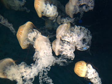 新江ノ島水族館に投稿された画像（2020/8/12）