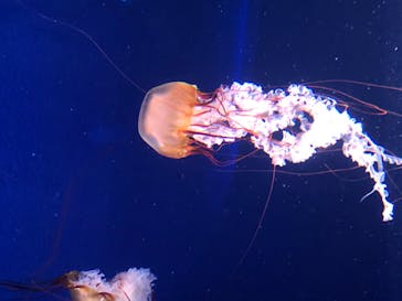 新江ノ島水族館に投稿された画像（2020/8/12）