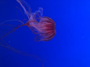 新江ノ島水族館に投稿された画像（2020/8/12）