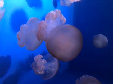 新江ノ島水族館に投稿された画像（2020/8/12）