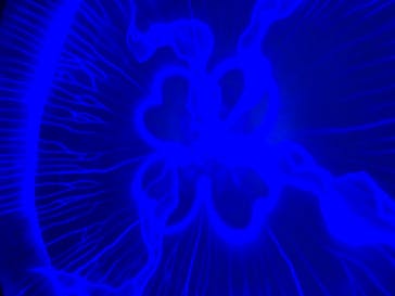 新江ノ島水族館に投稿された画像（2020/8/12）