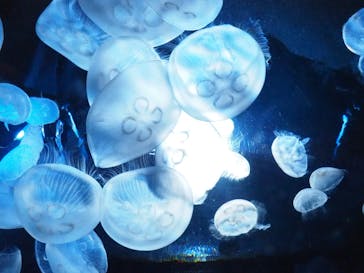 サンシャイン水族館に投稿された画像（2020/8/12）