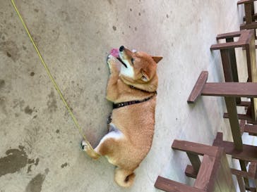 わんダフルネイチャーヴィレッジに投稿された画像（2020/8/12）