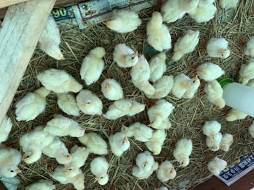 しろとり動物園に投稿された画像（2020/8/12）