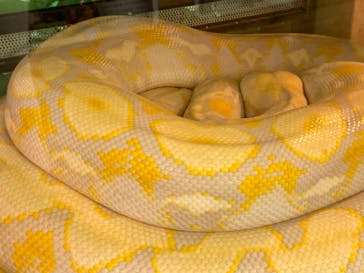 しろとり動物園に投稿された画像（2020/8/12）