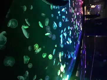 すみだ水族館に投稿された画像（2020/8/12）