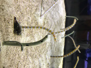 すみだ水族館に投稿された画像（2020/8/12）